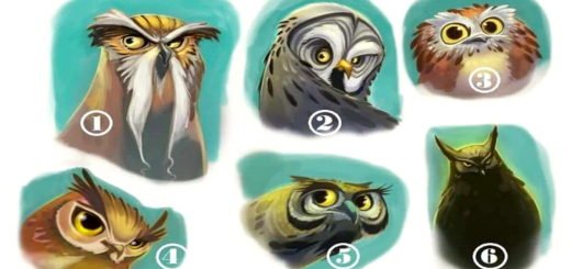 Do You Feel that You Need Some Advice Today? Choose One of the Owls for a Wise Advice