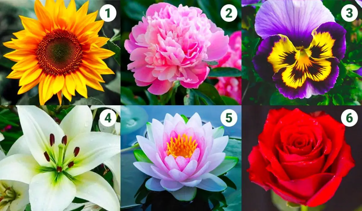 Find Out What Type Of Flower You Are and New Traits Of Your Personality
