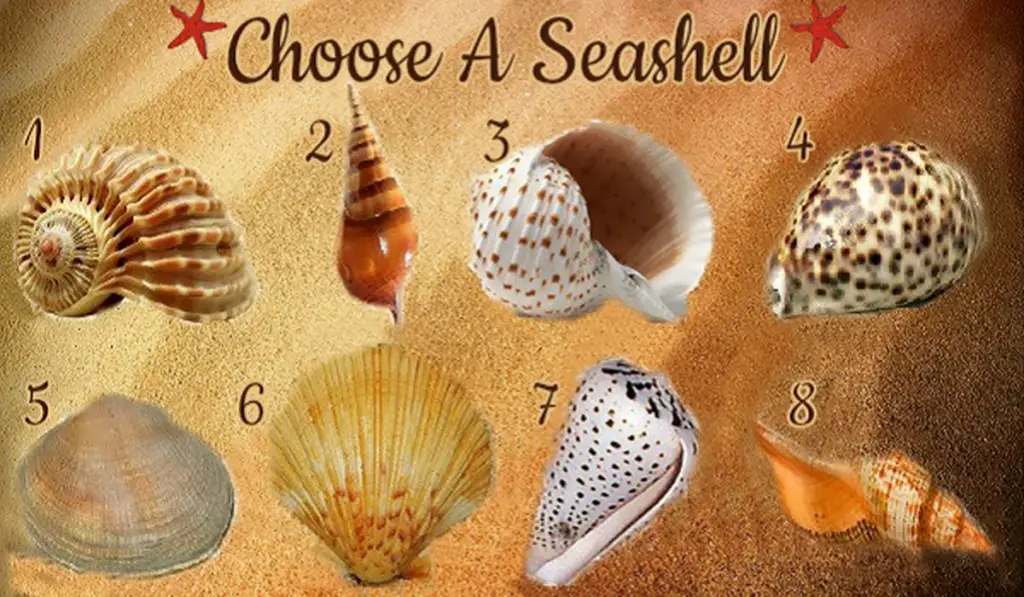 Choose a Seashell And Uncover Fascinating Aspects Of Your Personality