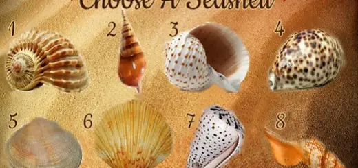 Choose a Seashell And Uncover Fascinating Aspects Of Your Personality