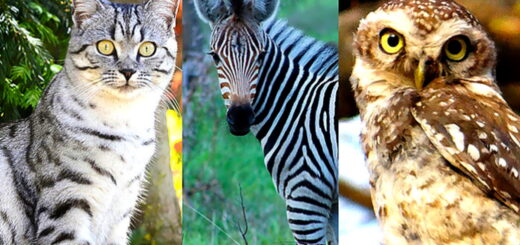 Look Into The Eyes Of Each Animal, Then Choose The One That Calls Your Soul