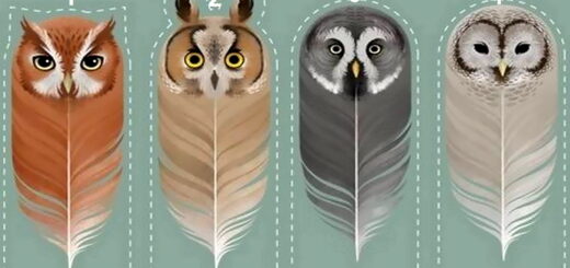 Owl Feather Test - Choose One and Discover Unique Qualities Of Your Character