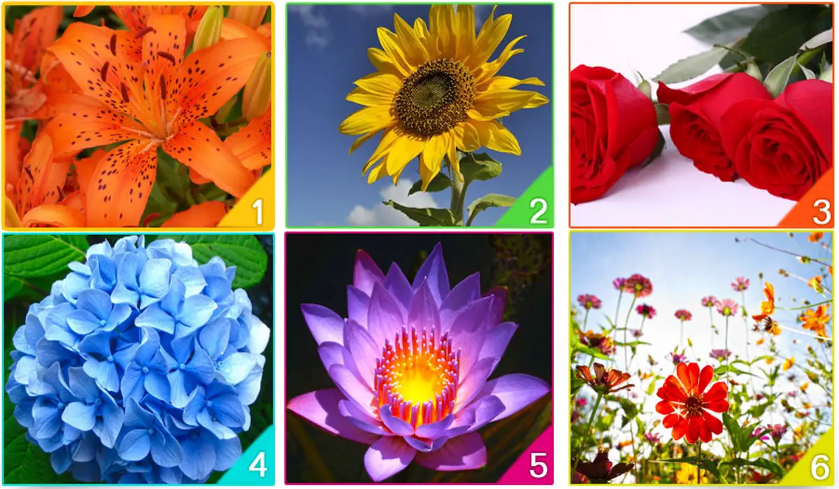 What Is The Flower That Represents Your Spirit Choose Your Favorite