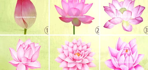 The Lotus Flower You Choose Represents What Stage Of Life You Are Now