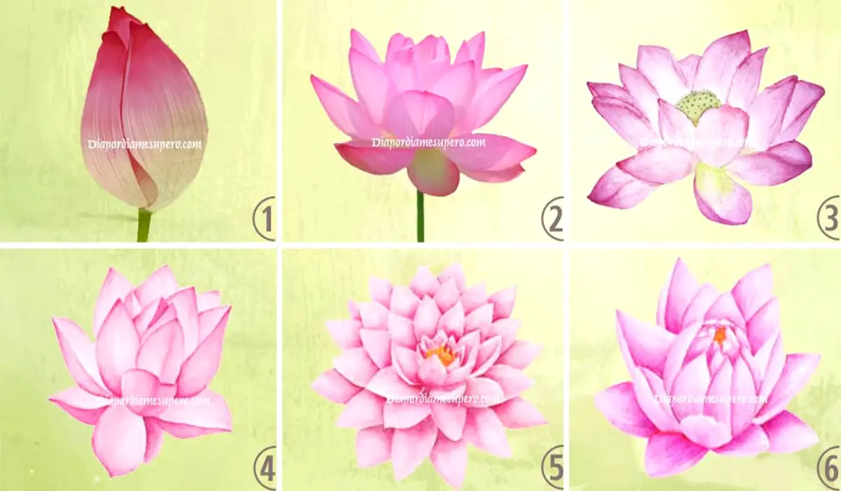 The Lotus Flower You Choose Represents What Stage Of Life You Are Now ...