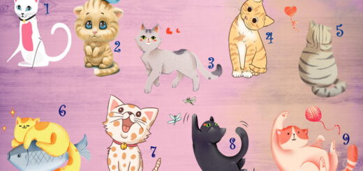 Choose a Cat And Find Out What It Reveals About Your Communications Skills