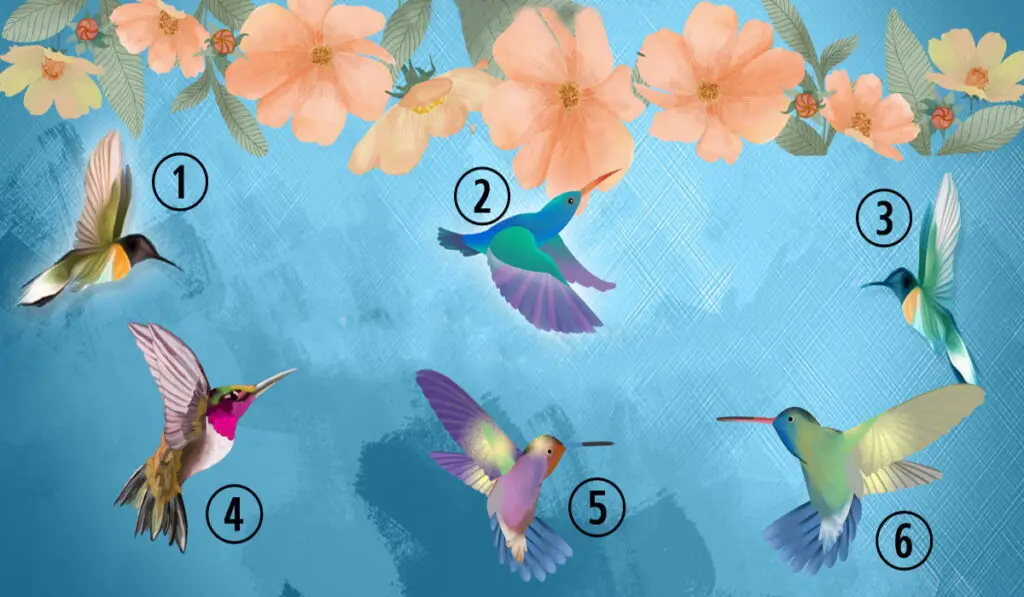 Choose The Hummingbird That Attracts You Most & Discover Your Current Attitude Towards Life