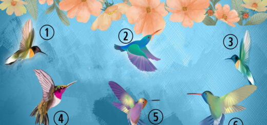 Choose The Hummingbird That Attracts You Most & Discover Your Current Attitude Towards Life