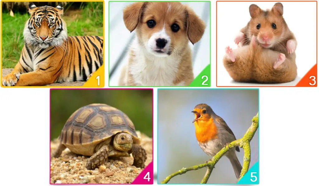 Which Animal Would You Adopt Your Choice Will Reveal Your Emotional State