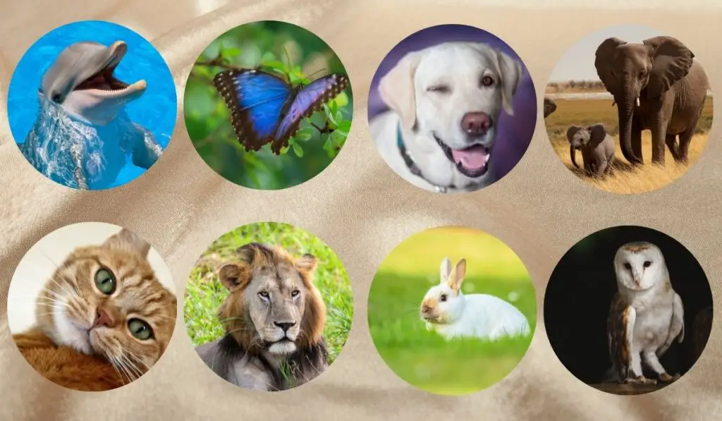 What is Your Hidden Spiritual Gift Choose Your Favorite Animal