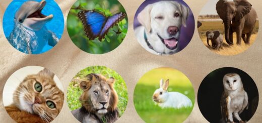What is Your Hidden Spiritual Gift Choose Your Favorite Animal