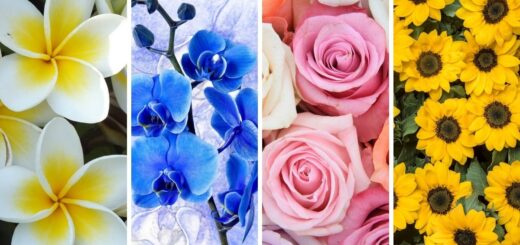 Pick a Flower and Learn More About You & Your Main Challenge